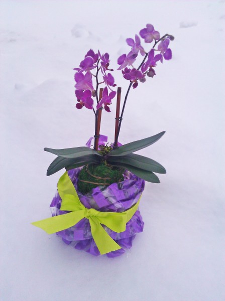 Orchid on a snowy day