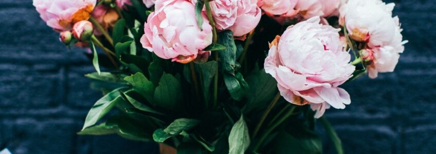 beautiful pink flowers