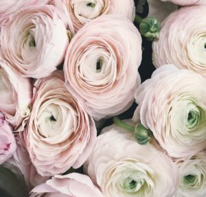Pale Pink Flowers 2020 Color of the Year
